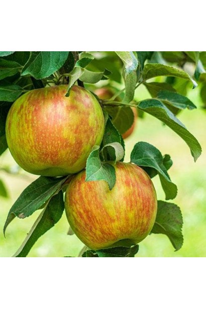 Яблуня зимова Хоней Крісп плоди